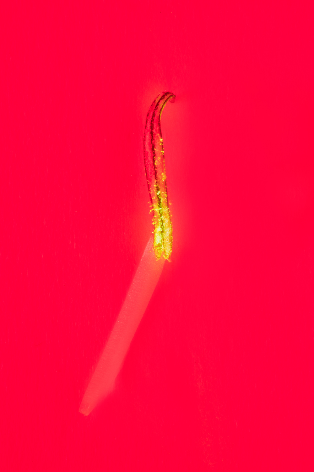 0005_mohammad_hasan_zobayer_pp2_id_2212_mirrorless_dream